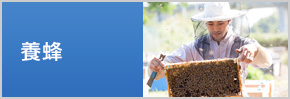 養蜂