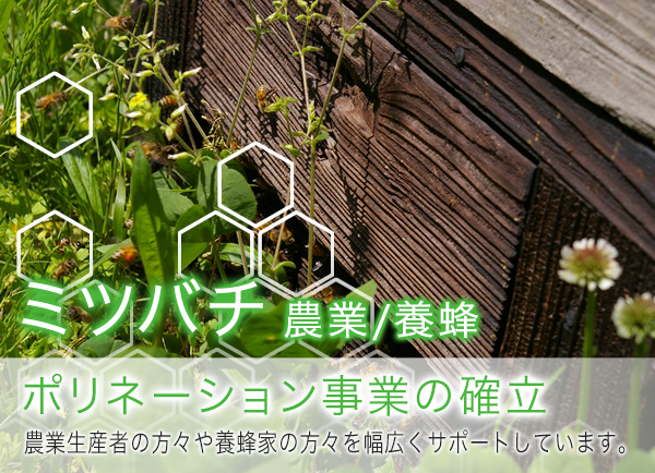 ミツバチ 農業/養蜂 ポリネーション事業の確立 農業生産者の方々や養蜂家の方々を幅広くサポートしています。