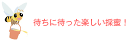 待ちに待った楽しい採蜜！