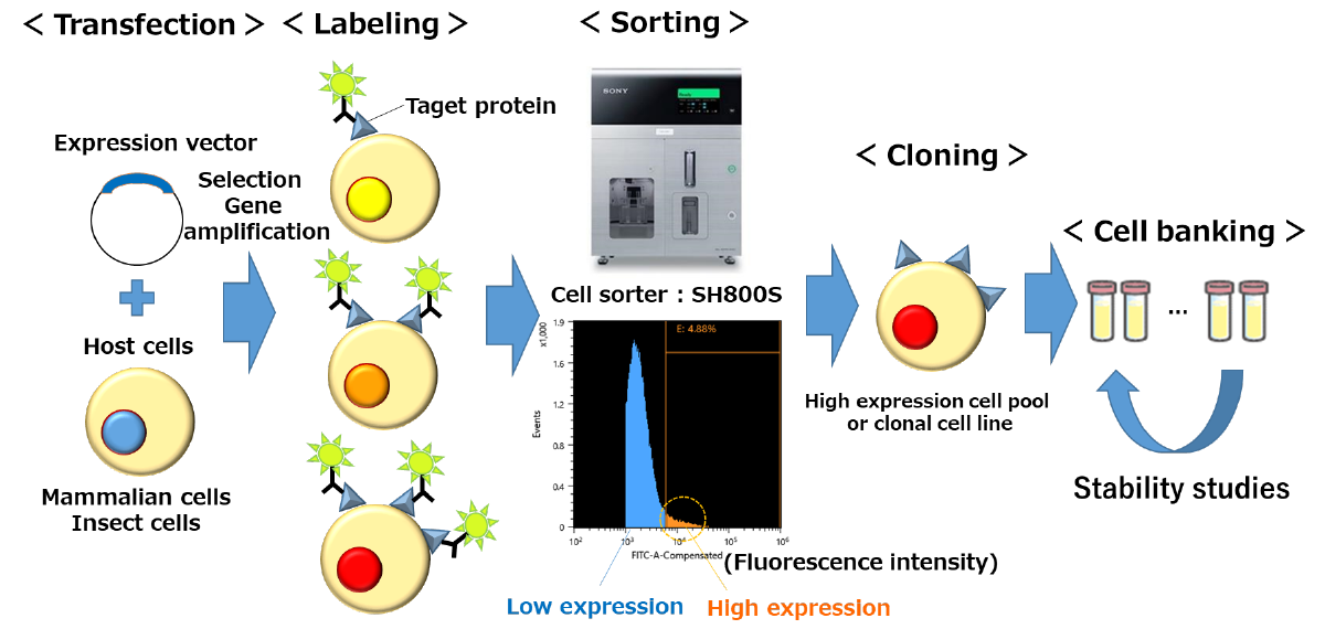 Stable cell line development