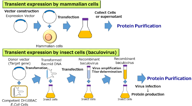 Transient expression by mammalian cells or insect cells (bacurovirus) 