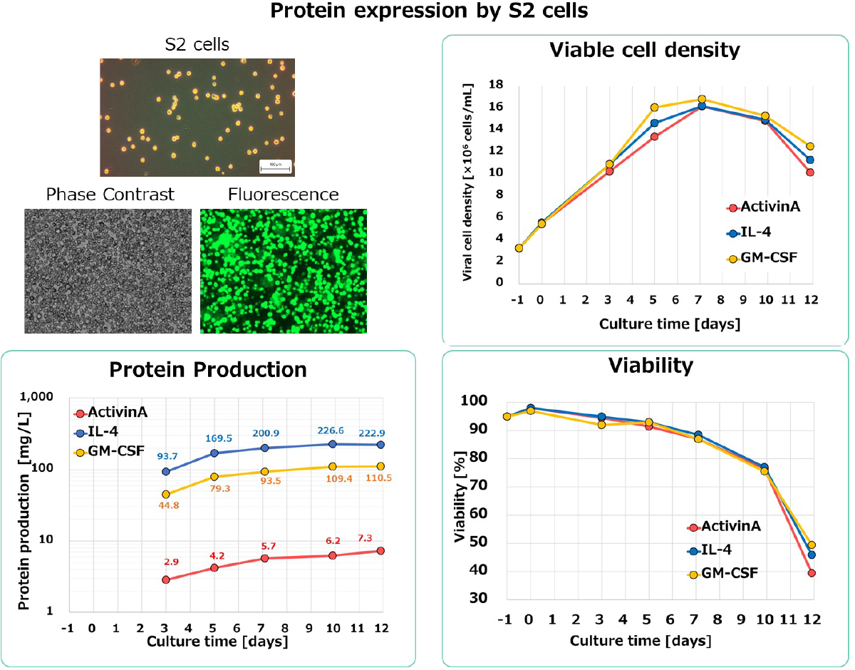 Transient expression by S2 cells