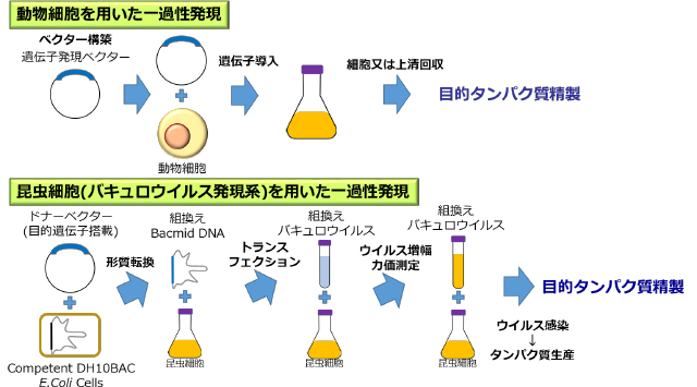 動物細胞、昆虫細胞(バキュロウイルス)を用いた一過性発現系