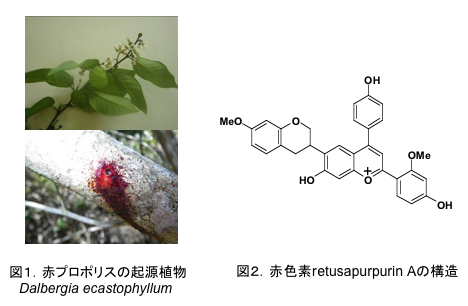 図1．赤プロポリスの起源植物 Dalbergia ecastophyllum 図2．赤色素retusapurpurin Aの構造
