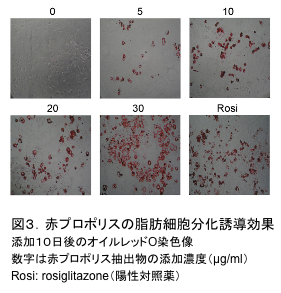 図3．赤プロポリスの脂肪細胞分化誘導効果 添加10日後のオイルレッドO染色像 数字は赤プロポリス抽出物の添加濃度（μg/ml）Rosi: rosiglitazone（陽性対照薬）