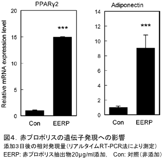 図4．赤プロポリスの遺伝子発現への影響 添加3日後の相対発現量（リアルタイムRT-PCR法により測定） EERP: 赤プロポリス抽出物20μg/ml添加， Con: 対照（非添加）