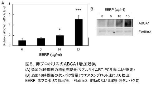 図5．赤プロポリスのABCA1増加効果 (A) 添加24時間後の相対発現量（リアルタイムRT-PCR法により測定）(B) 添加48時間後のタンパク質量（ウエスタンブロット法により検出）EERP: 赤プロポリス抽出物，　Flotillin2: 変動のない比較対照タンパク質