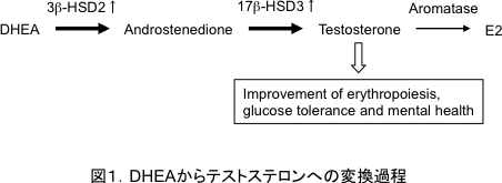 図1．DHEAからテストステロンへの変換過程
