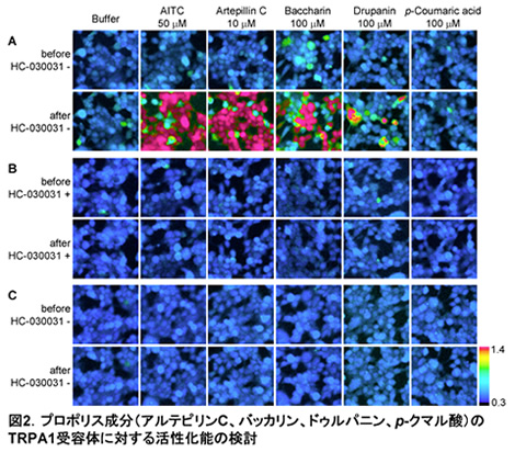 図2.プロポリス成分（アルテピリンC、バッカリン、ドゥルパニン、p-クマル酸）のTRPA1受容体に対する活性化能の検討